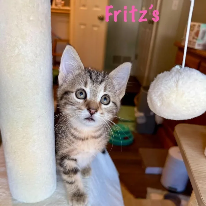 Fritz's Railroad Restaurant thumbnail 3