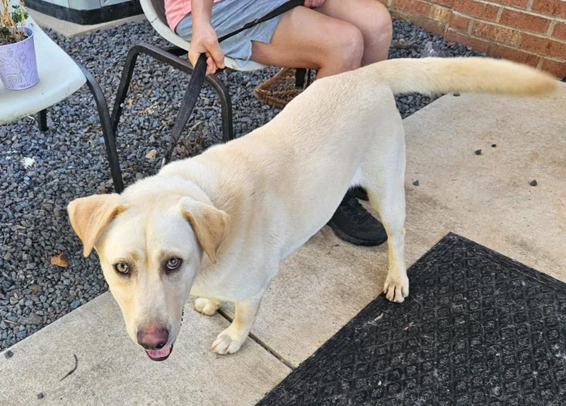A young medium-sized female Golden Retriever dog named Maggie for adoption in Mocksville, NC