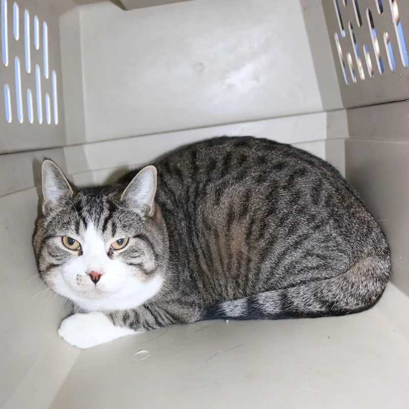 Chester And Oreo thumbnail 2