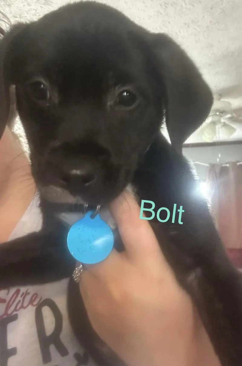 Bolt thumbnail 2