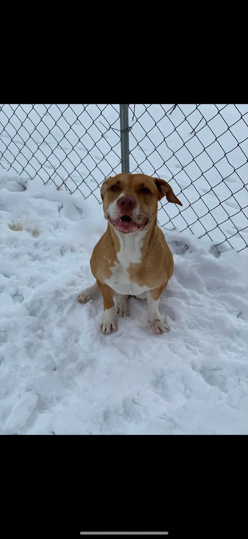 An adult medium-sized female Pit Bull Terrier dog named Harley for adoption in Alliance, OH