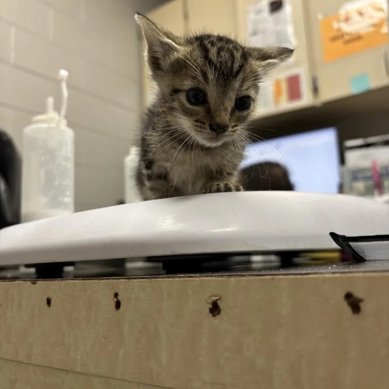 A baby small-sized female Brown / Chocolate Domestic Short Hair cat named Sheena for adoption in Lufkin, TX