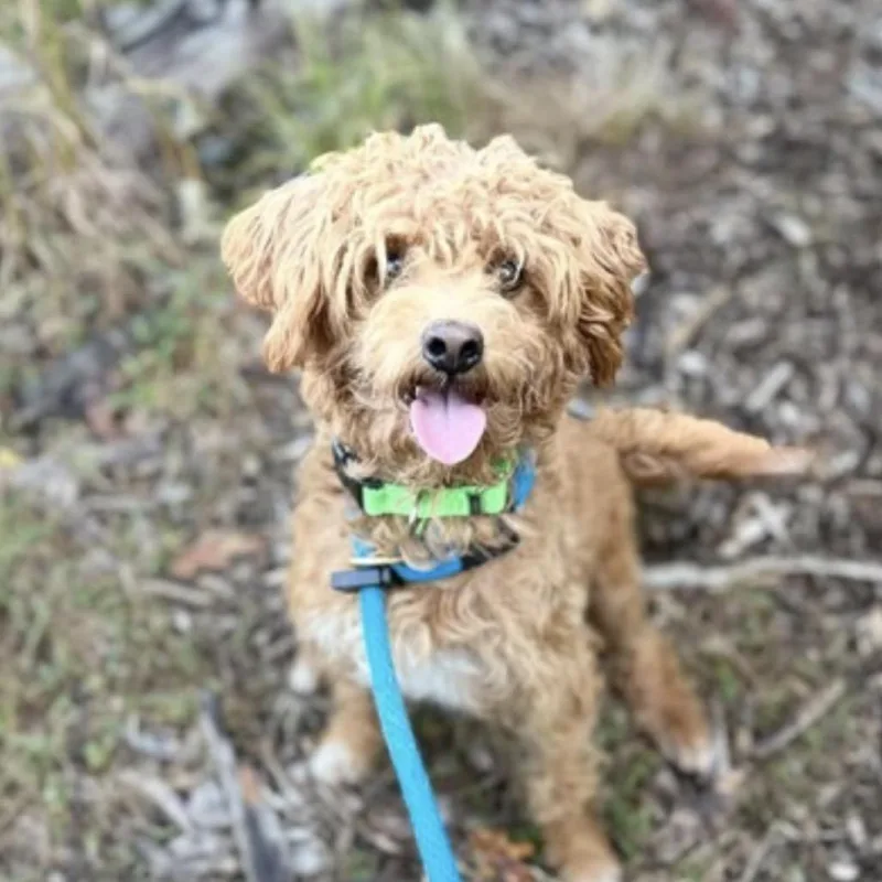 An adult small-sized male Poodle dog named Colonel Nibbles for adoption in Arlington, VA