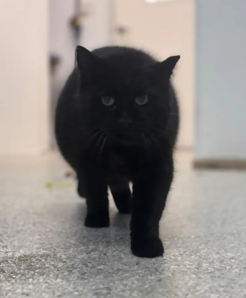 A senior large-sized male Domestic Short Hair cat named Angus for adoption in Viroqua, WI