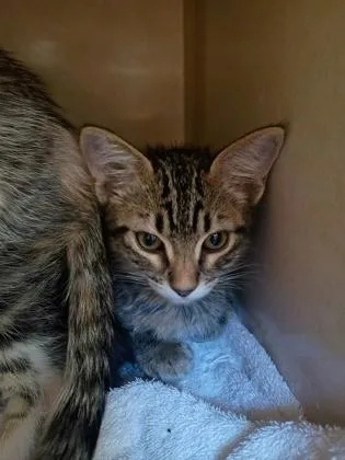A young small-sized male Domestic Short Hair cat named Julio for adoption in Beatrice, NE