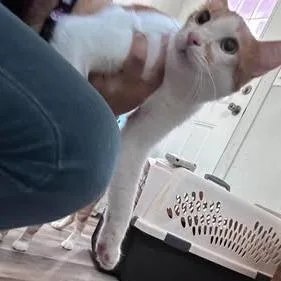 An adult large-sized female Orange / Red Domestic Short Hair cat named Mike for adoption in Bastrop, TX