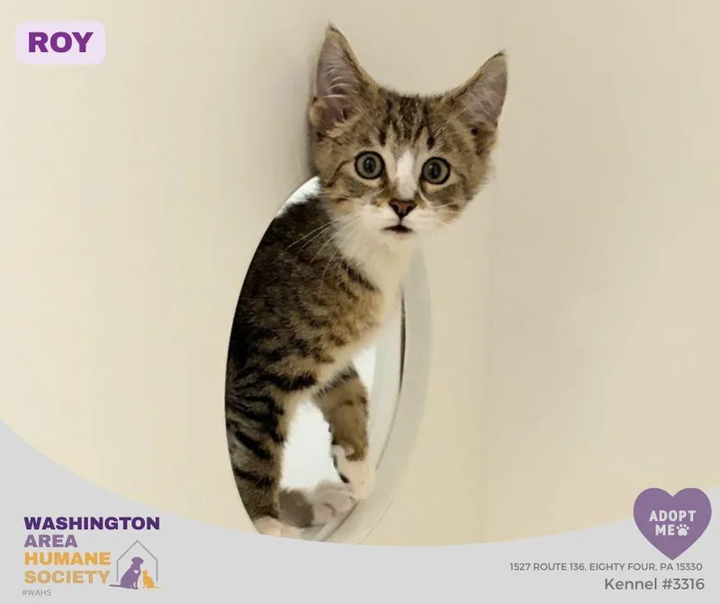 A baby small-sized male Tabby (Brown / Chocolate) Domestic Short Hair cat named Roy for adoption in Eighty Four, PA