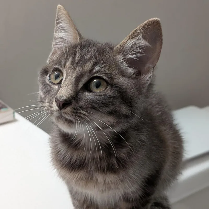A baby small-sized male Domestic Short Hair cat named Oz for adoption in Fairfax, VA