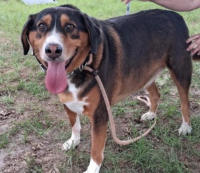 An adult large-sized male Greater Swiss Mountain Dog dog named Jax for adoption in Ocala, FL