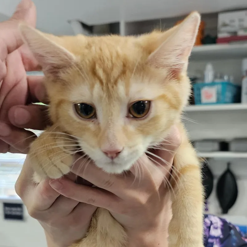 A baby small-sized male Orange / Red Domestic Short Hair cat named Lord Meowington for adoption in Rocky Mount, VA