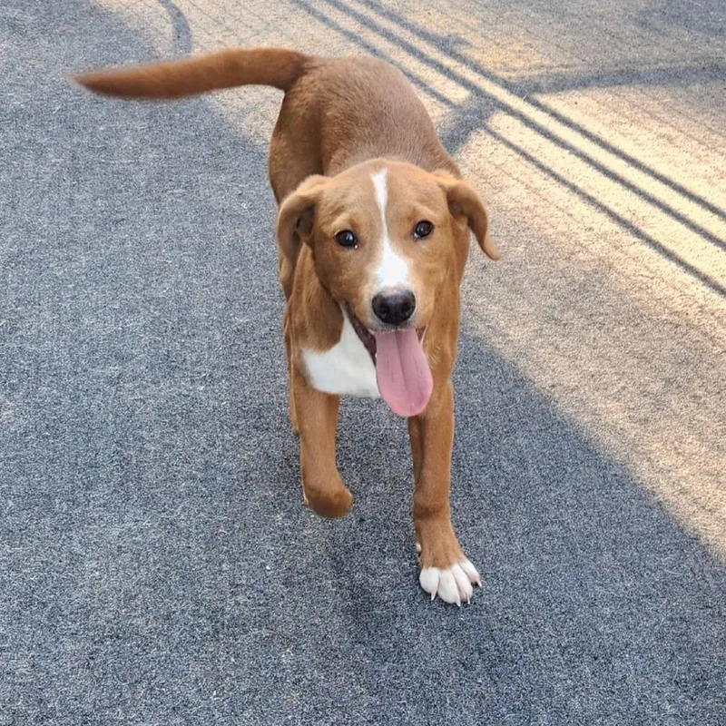 A young medium-sized male Yellow / Tan / Blond / Fawn Hound dog named Koda for adoption in Cleveland, TN