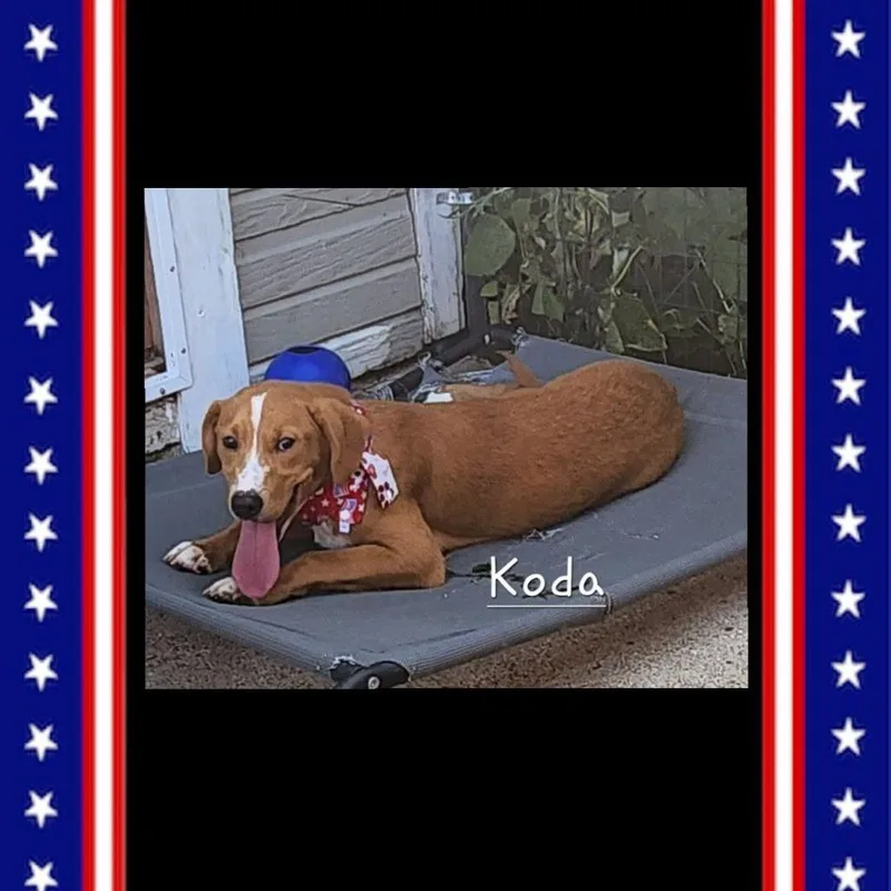 Koda thumbnail 3