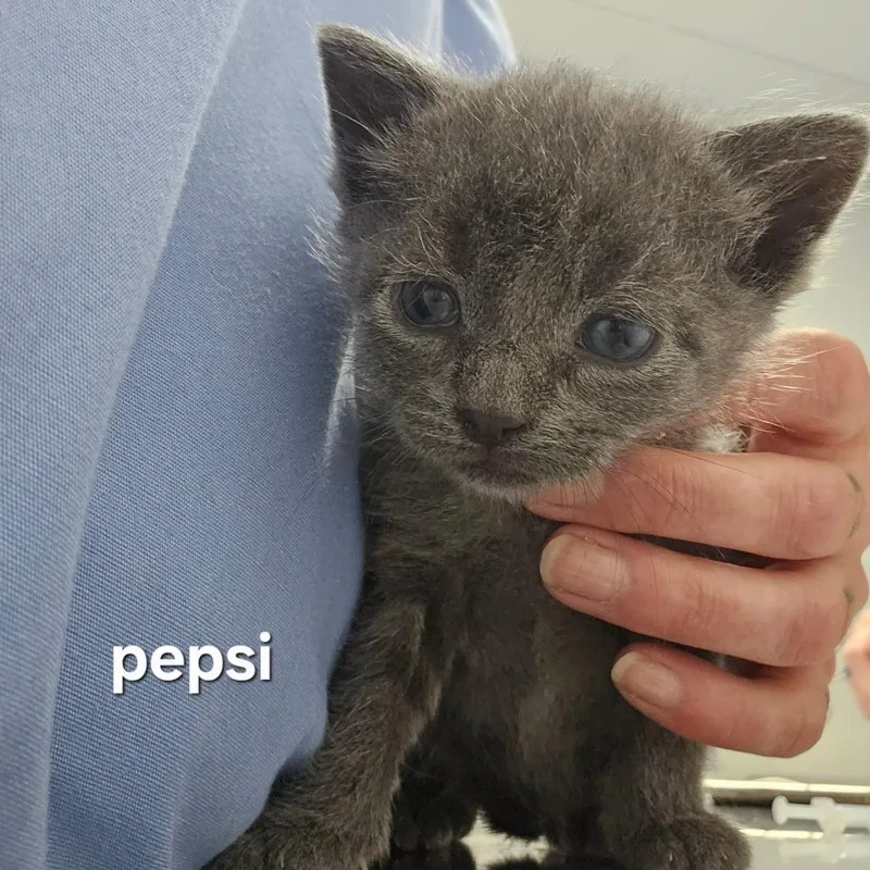 A baby small-sized male Domestic Short Hair cat named Pepsi for adoption in Oneonta, NY