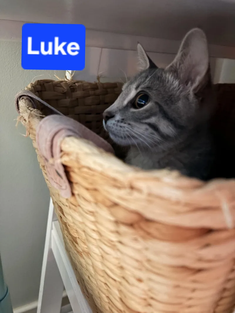 A baby small-sized male Gray & White Domestic Short Hair cat named Luke Skywalker for adoption in Brighton, MI