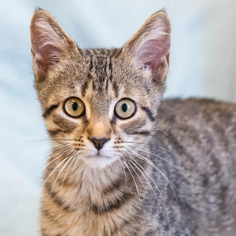 A baby small-sized male Gray / Blue / Silver Domestic Short Hair cat named Squatch for adoption in Cartersville, GA