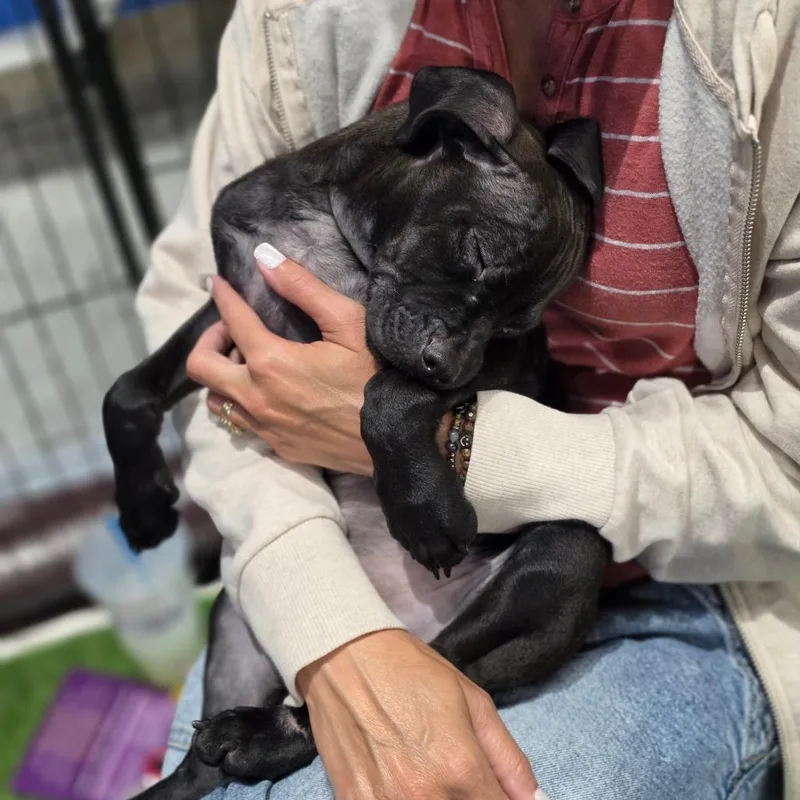 A baby medium-sized male Black Terrier dog named Mischief RW for adoption in Austin, TX