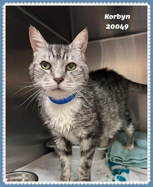 A senior medium-sized female Tabby (Gray / Blue / Silver) Domestic Short Hair cat named Korbyn for adoption in Marietta, GA