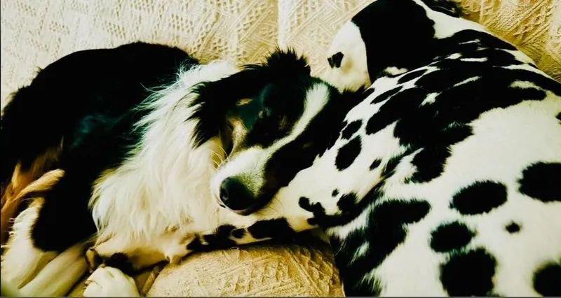 Petey thumbnail 5