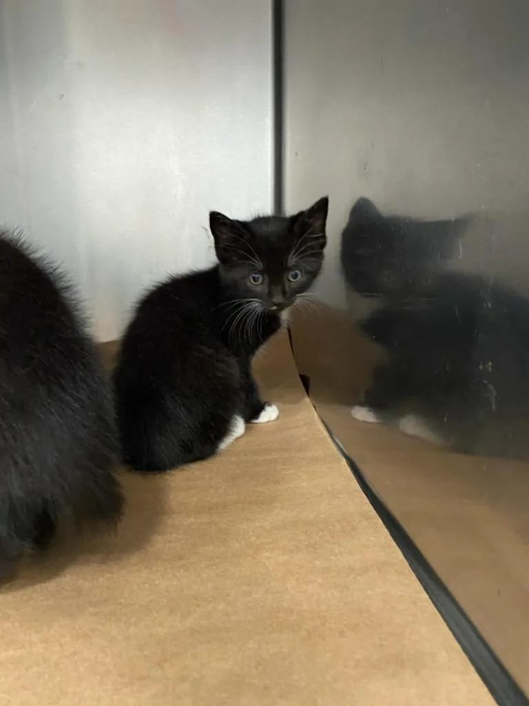 A baby large-sized female Domestic Short Hair cat named Connor for adoption in Cartersville , GA