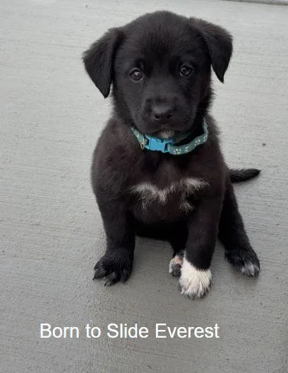 Born To Slide Everest thumbnail 2
