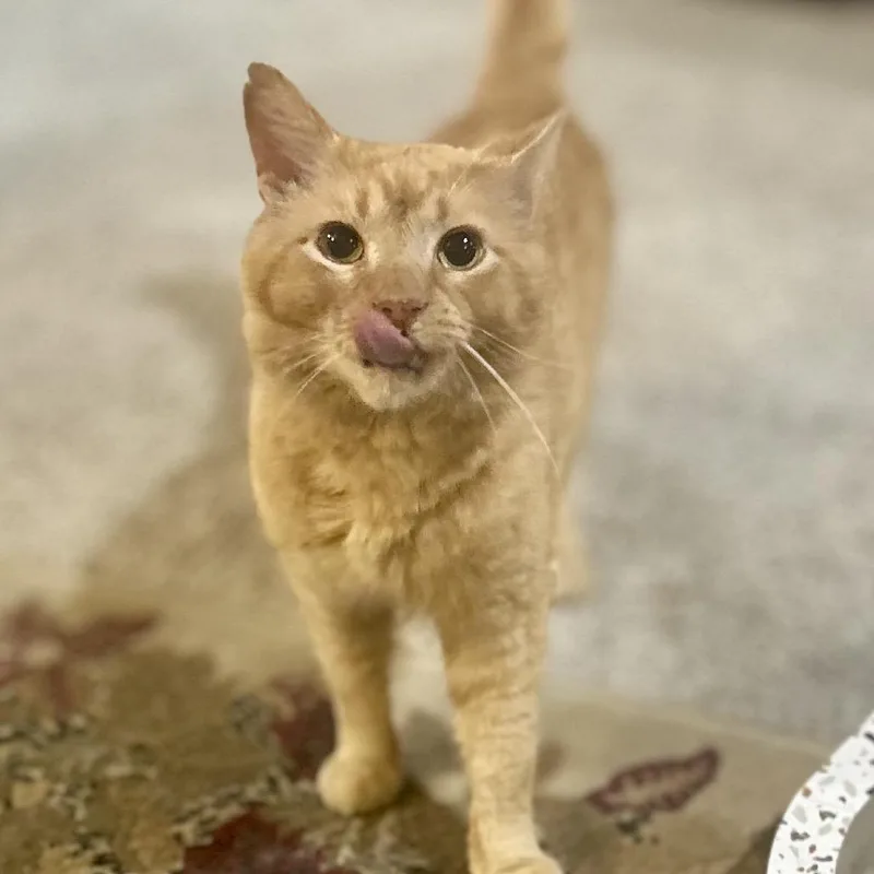 Archie