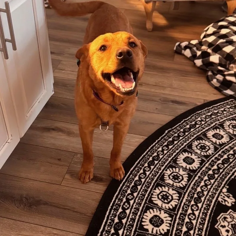 A young medium-sized female Golden Labrador Retriever dog named Luna for adoption in Roswell, GA