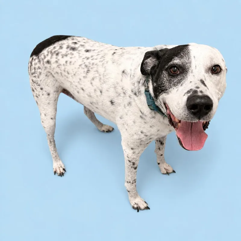 A senior large-sized male Gray / Blue / Silver Bluetick Coonhound dog named Arlo for adoption in Concord, NC