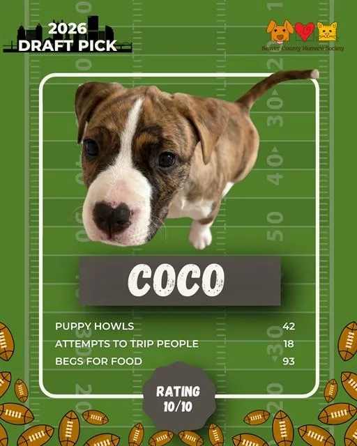 A baby small-sized female German Shepherd Dog dog named Coco for adoption in Aliquippa, PA