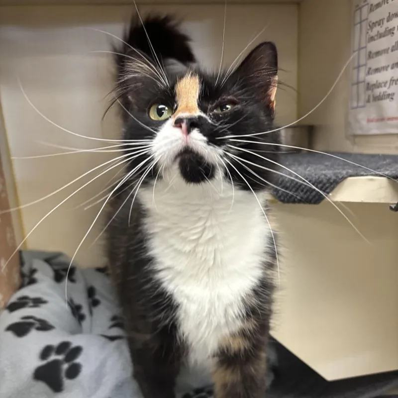 An adult medium-sized female Black Domestic Short Hair cat named Daphne for adoption in Kennett Square, PA