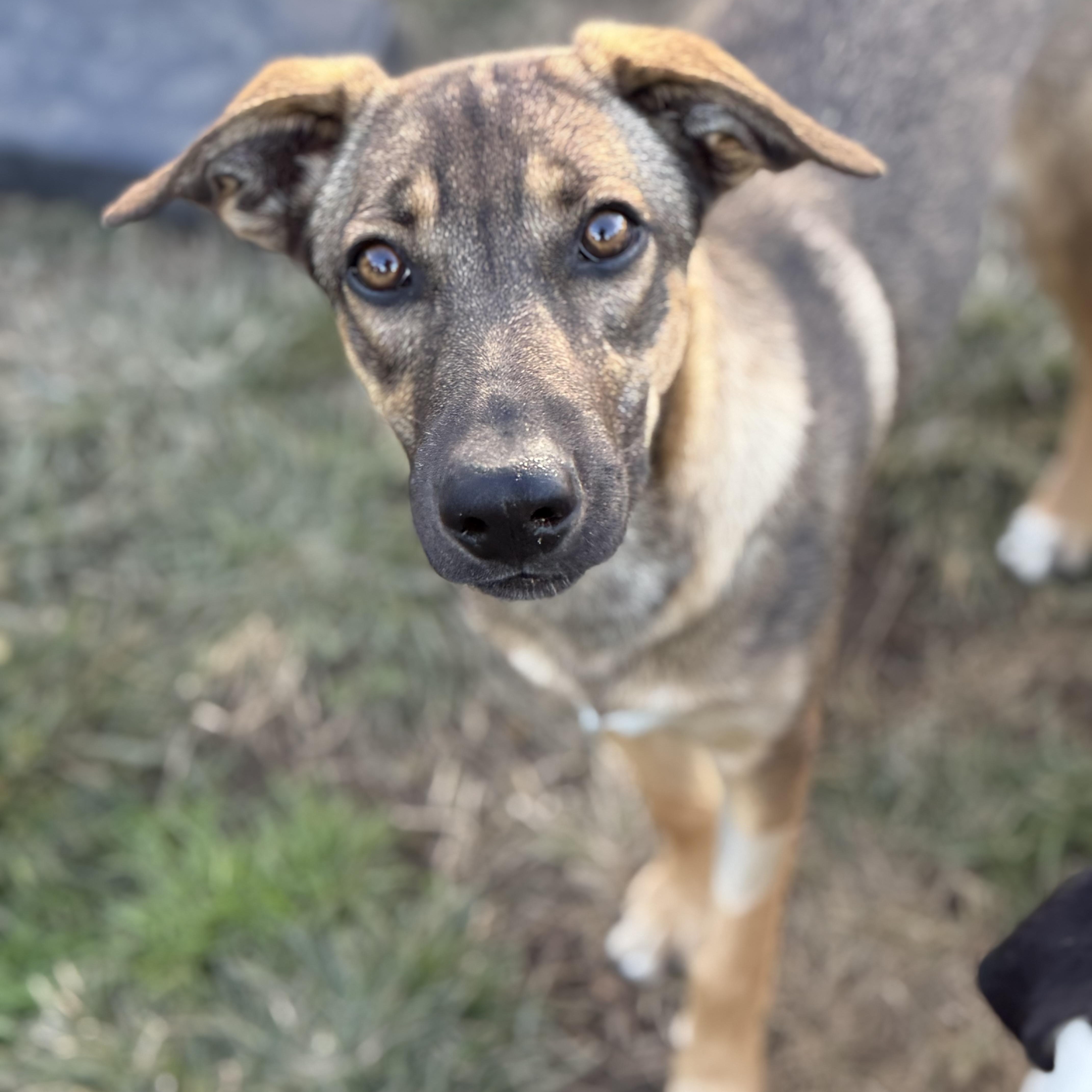A baby medium-sized female Sable German Shepherd Dog named Ruby for adoption in Amarillo, TX