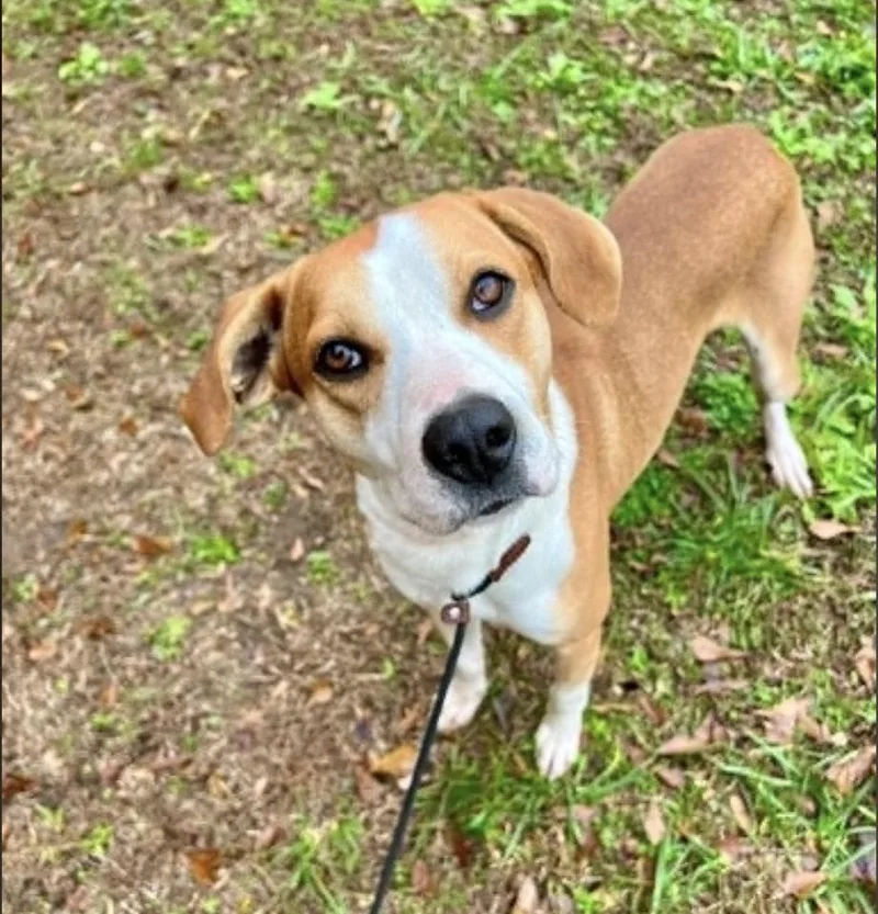 An adult medium-sized male Pointer dog named Kurt for adoption in Monticello, MN