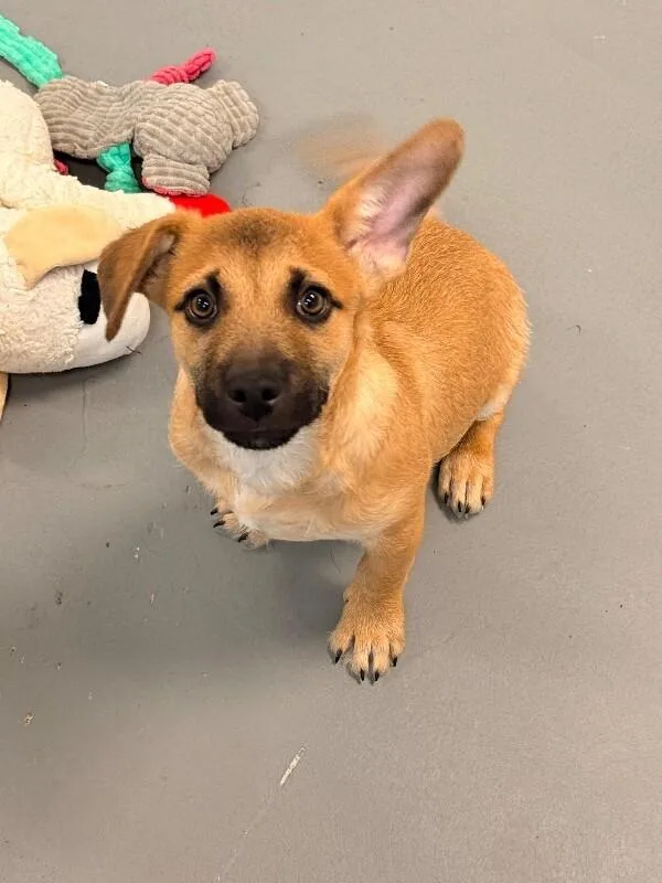 A baby medium-sized male Yellow / Tan / Blond / Fawn Border Terrier dog named Heimlich for adoption in Van Nuys, CA