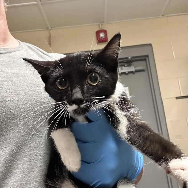 A baby small-sized female Black Domestic Short Hair cat named September for adoption in Concord, NC