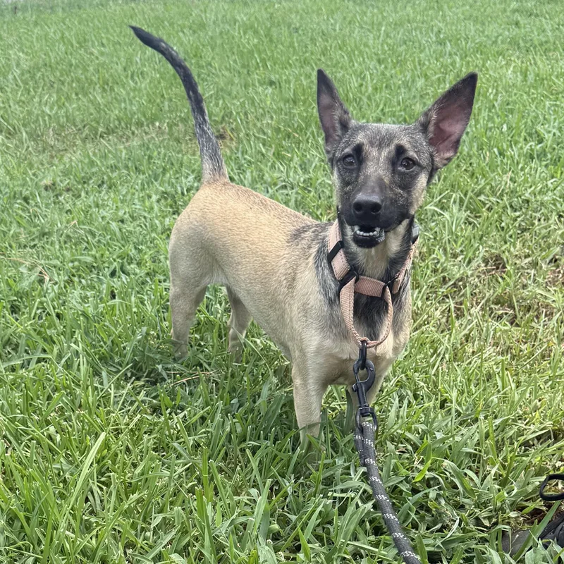 A young small-sized female Golden Dachshund dog named Lola for adoption in Spring, TX