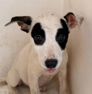 A baby medium-sized female Mixed Breed dog named Irene for adoption in West Chester, PA
