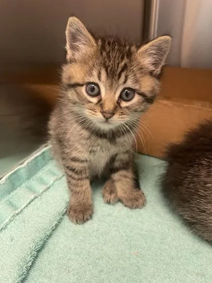 A baby small-sized male Domestic Short Hair cat named Raisin for adoption in Roseville, CA