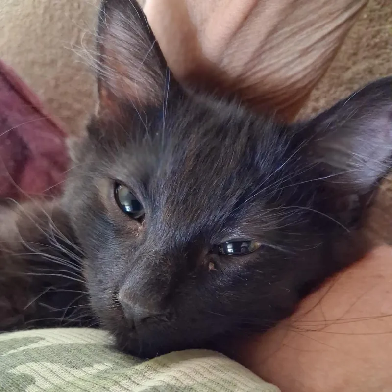A baby small-sized male Black Domestic Short Hair cat named Midnight for adoption in Ashland, OR