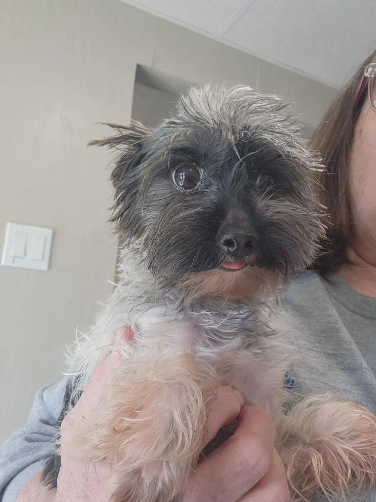 An adult small-sized male Yorkshire Terrier dog named Granger for adoption in Walnutport, PA
