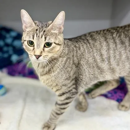 An adult small-sized female Brown / Chocolate Domestic Short Hair cat named Portia for adoption in Atlanta, GA