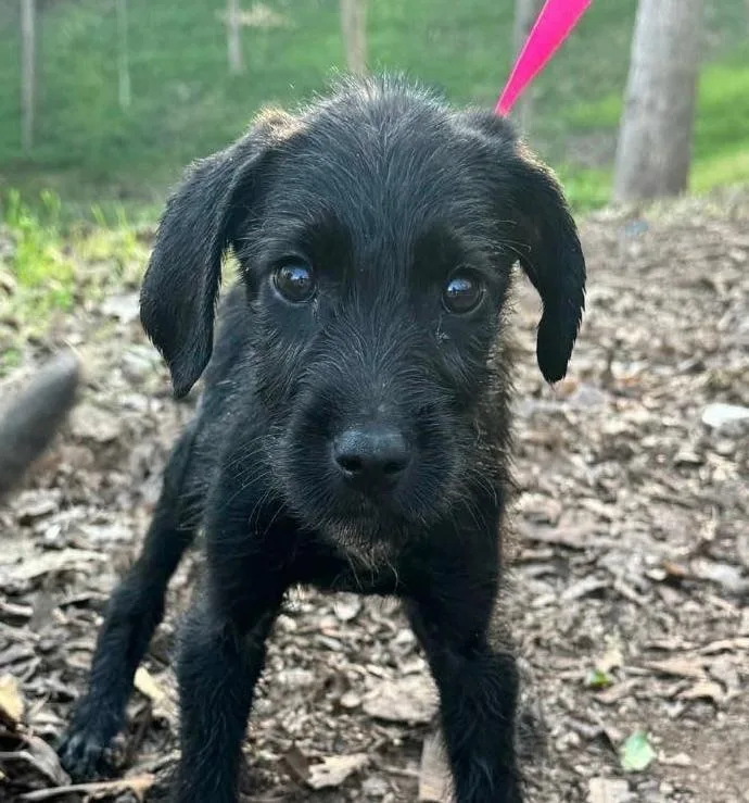 A baby small-sized male Black Mixed Breed dog named Rob for adoption in Long Island City, NY