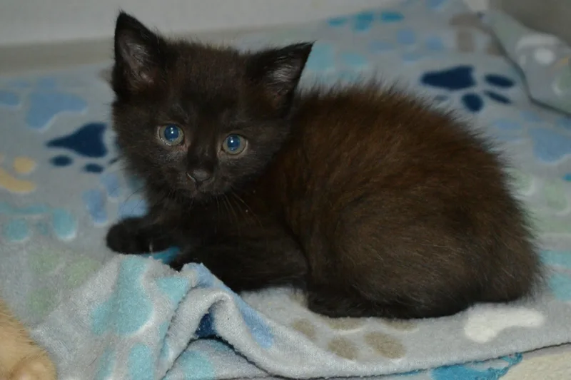 A baby small-sized male Domestic Short Hair cat named Shake for adoption in Jackson, LA