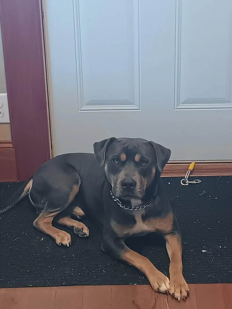 An adult large-sized male Terrier dog named Maverick for adoption in Waterloo, IA