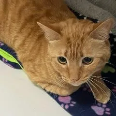 A young medium-sized male Tabby (Orange / Red) Tabby cat named Tango for adoption in Green Valley, AZ