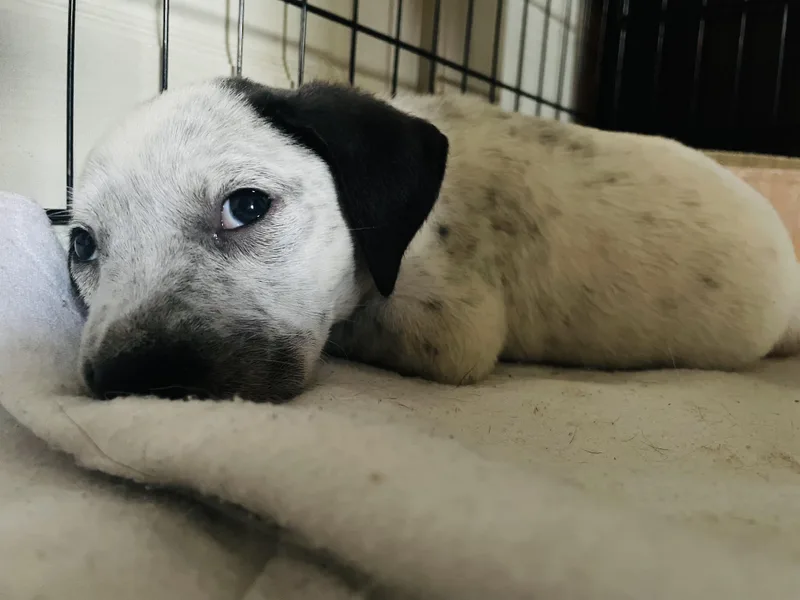 A baby medium-sized female Harlequin Australian Cattle Dog / Blue Heeler dog named Keltie for adoption in Pensacola, FL