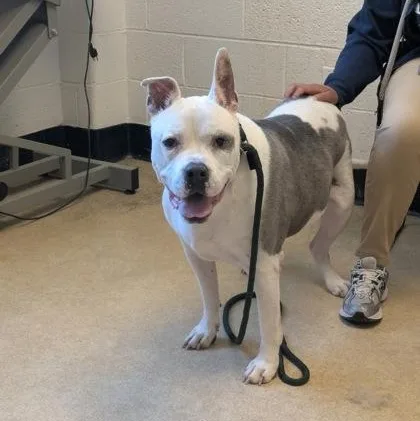 A senior large-sized male Pit Bull Terrier dog named Brutus for adoption in Philadelphia, PA