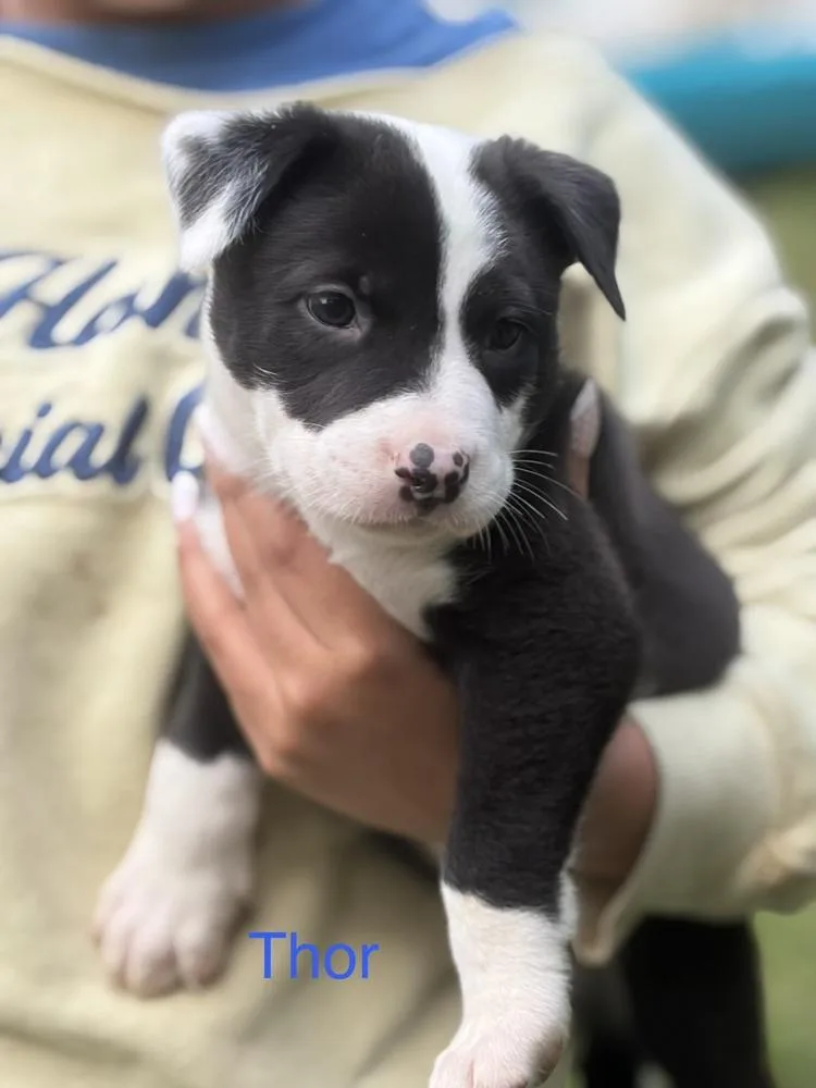 A baby small-sized male Mixed Breed dog named Thor for adoption in Bronx, NY