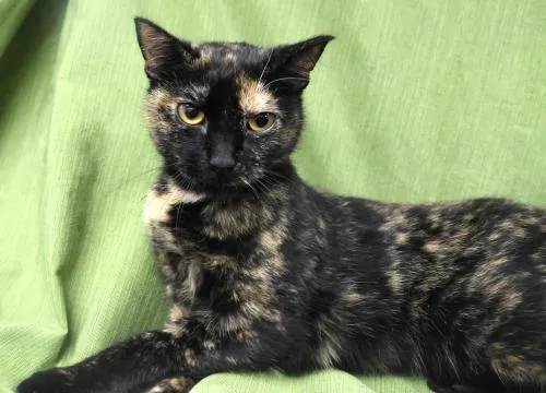 An adult medium-sized female Domestic Short Hair cat named Sally for adoption in Thief River Falls, MN