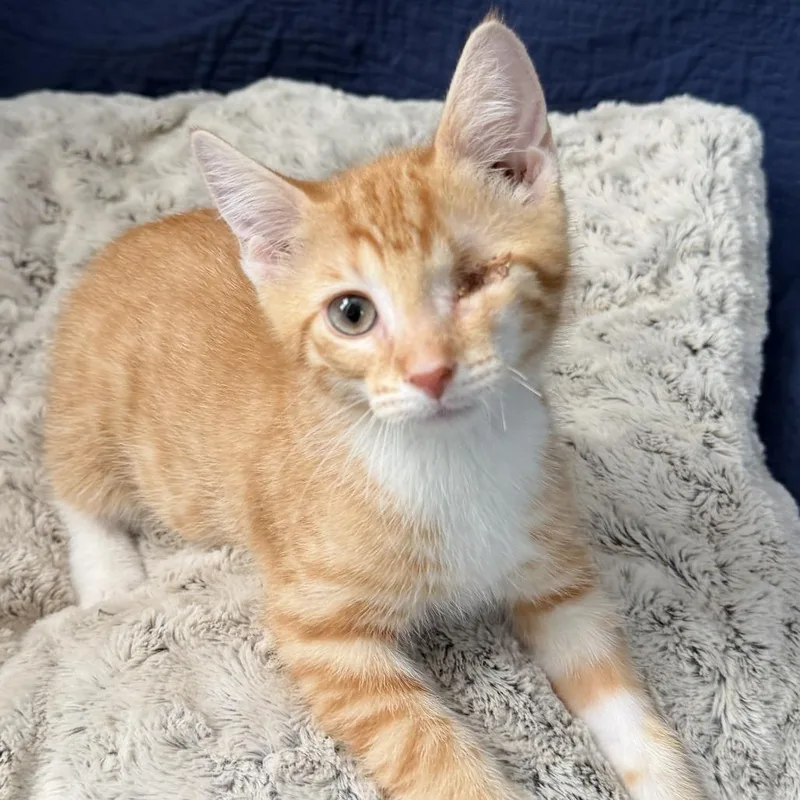 A baby small-sized male Orange / Red Domestic Short Hair cat named MadEye Moody for adoption in Huntsville, AL