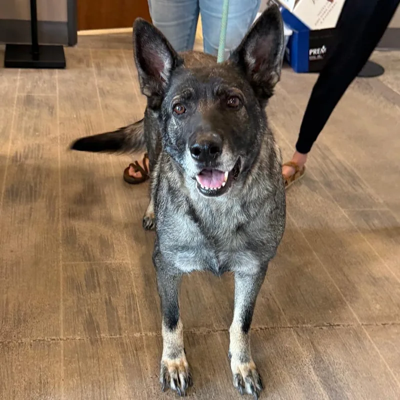 A senior large-sized female Gray / Blue / Silver German Shepherd Dog dog named Dezi for adoption in Wadena, MN