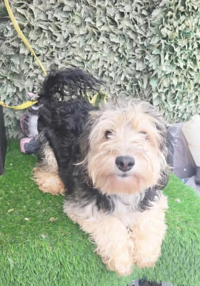 A young small-sized male Terrier dog named Pappy for adoption in San Francisco, CA